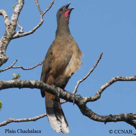 Plain Chachalaca