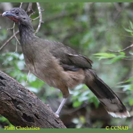 Plain Chachalaca