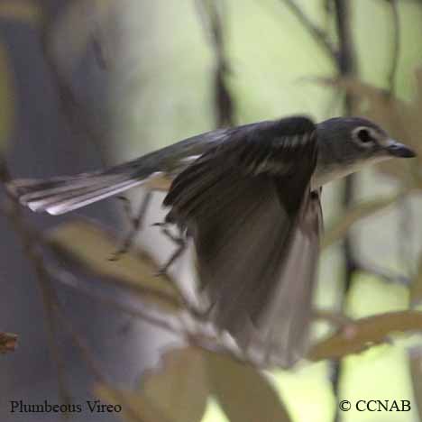 Plumbeous Vireo