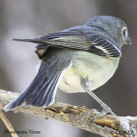 Plumbeous Vireo