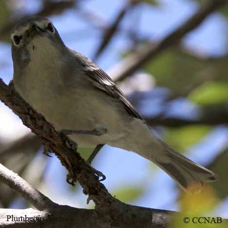 Plumbeous Vireo