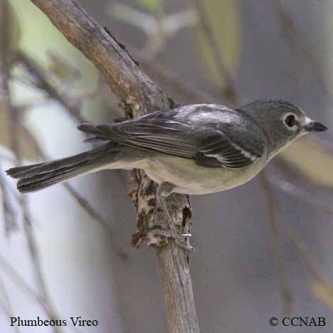 Birds of North America