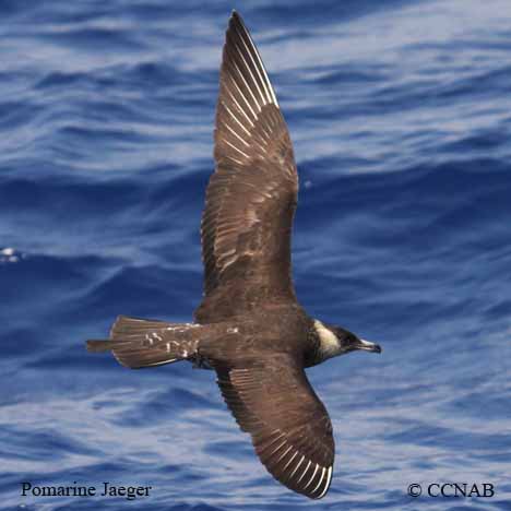 Pomarine Jaeger