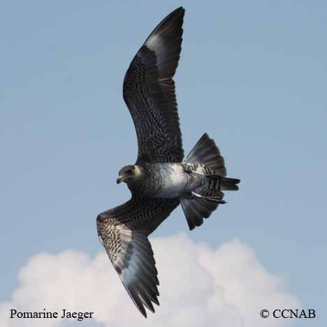 Pomarine Jaeger