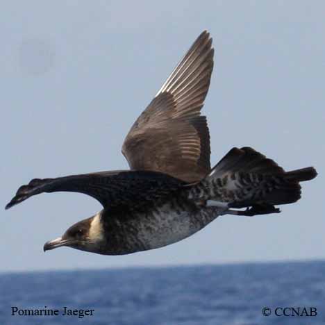 Pomarine Jaeger