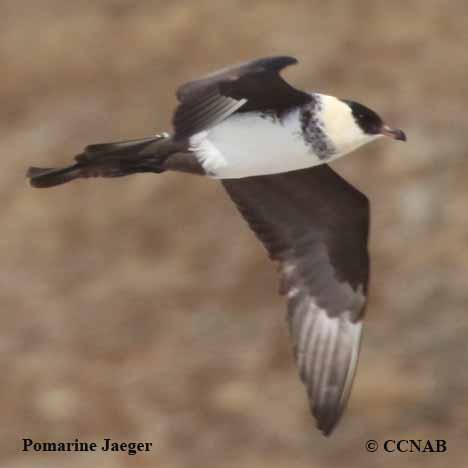 Birds of North America