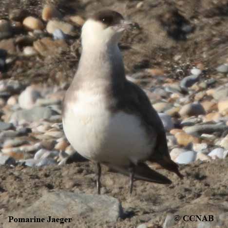 Pomarine Jaeger