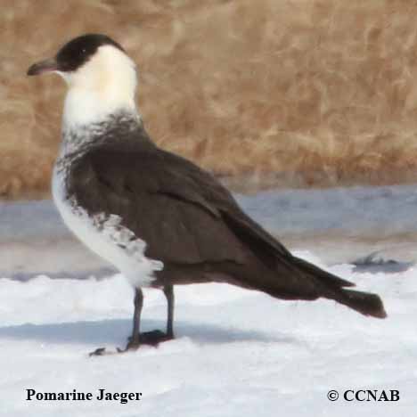 Pomarine Jaeger