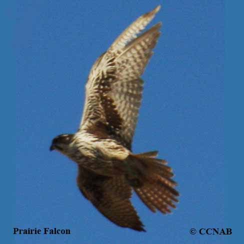 Prairie Falcon