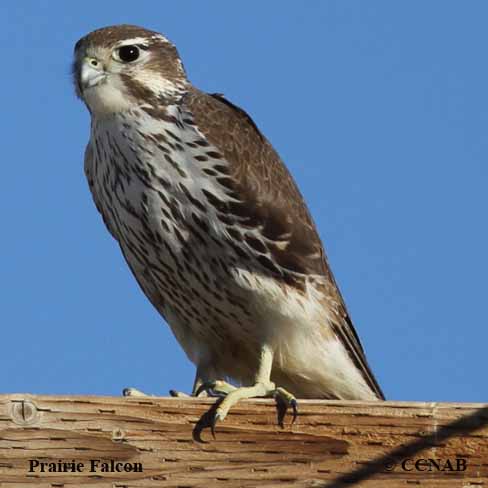 Prairie Falcon