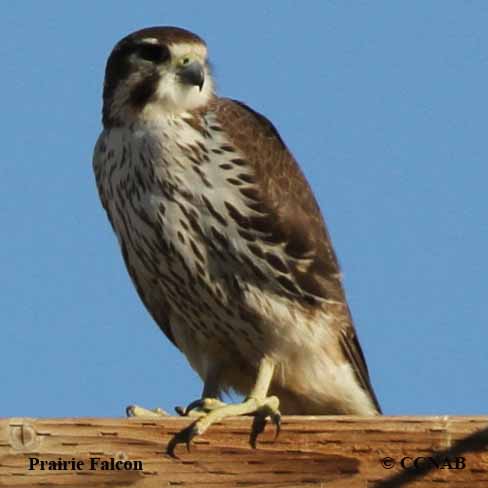 Prairie Falcon