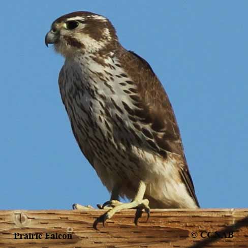 Prairie Falcon