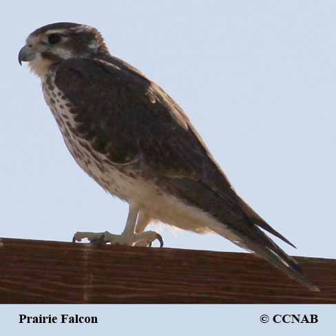 Prairie Falcon