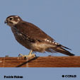 Prairie Falcon range map