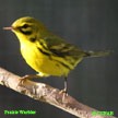 Prairie Warbler range map