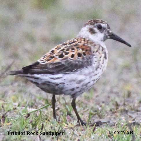 Rock Sandpiper.