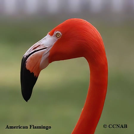 Profile of American Flamingo