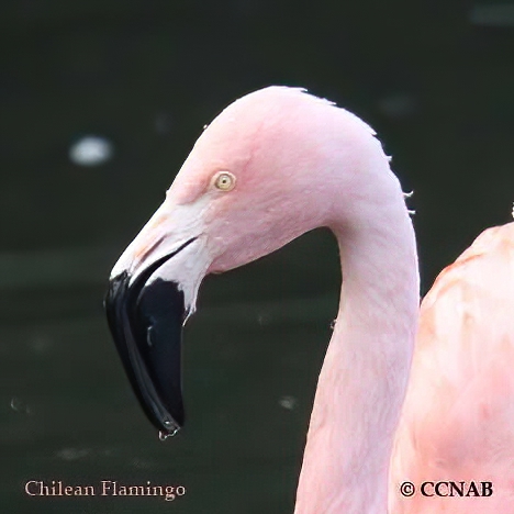 Profile of Chilean Flamingo