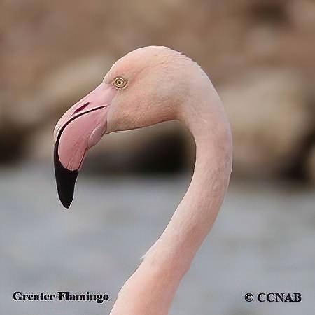 Profile of Greater Flamingo