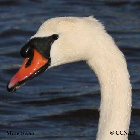 Swan Types - North American Birds - Birds of North America