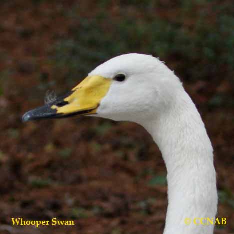 Birds of North America