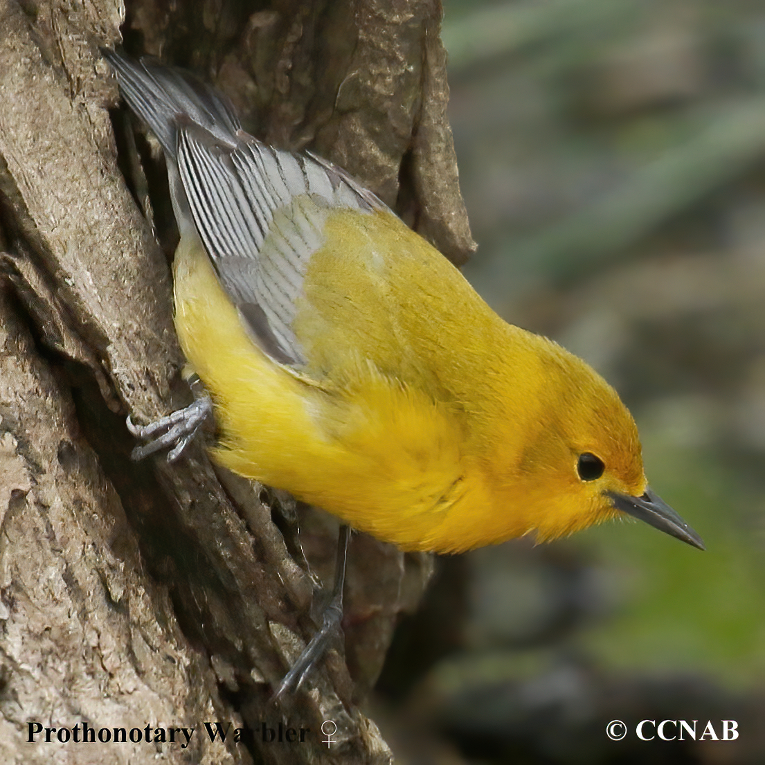 Prothonotary Warbler