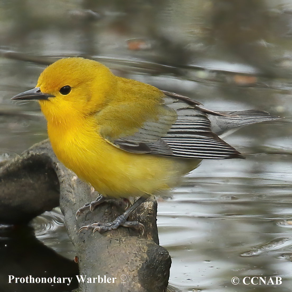 Prothonotary Warbler