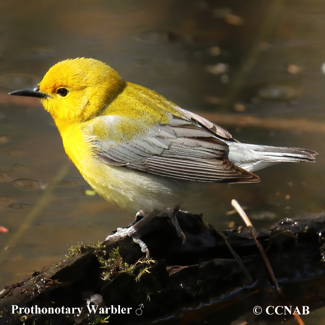 Prothonotary Warbler