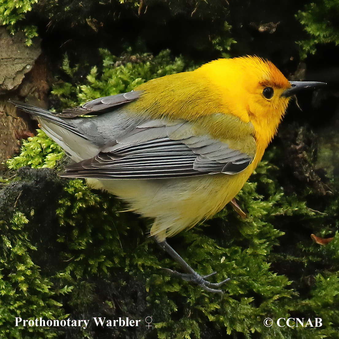 Prothonotary Warbler