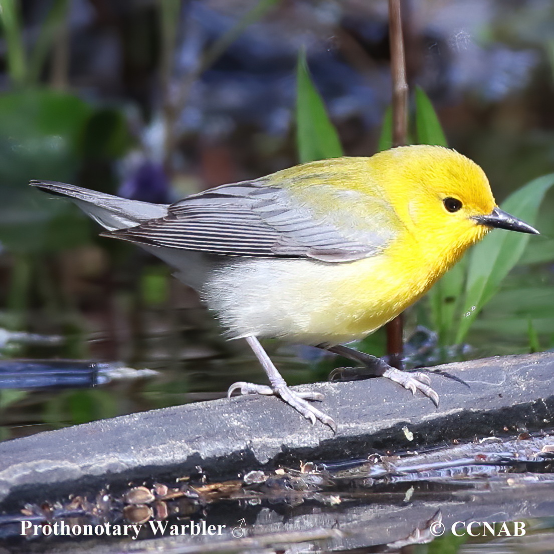 Birds of North America