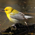 Prothonotary Warbler range map