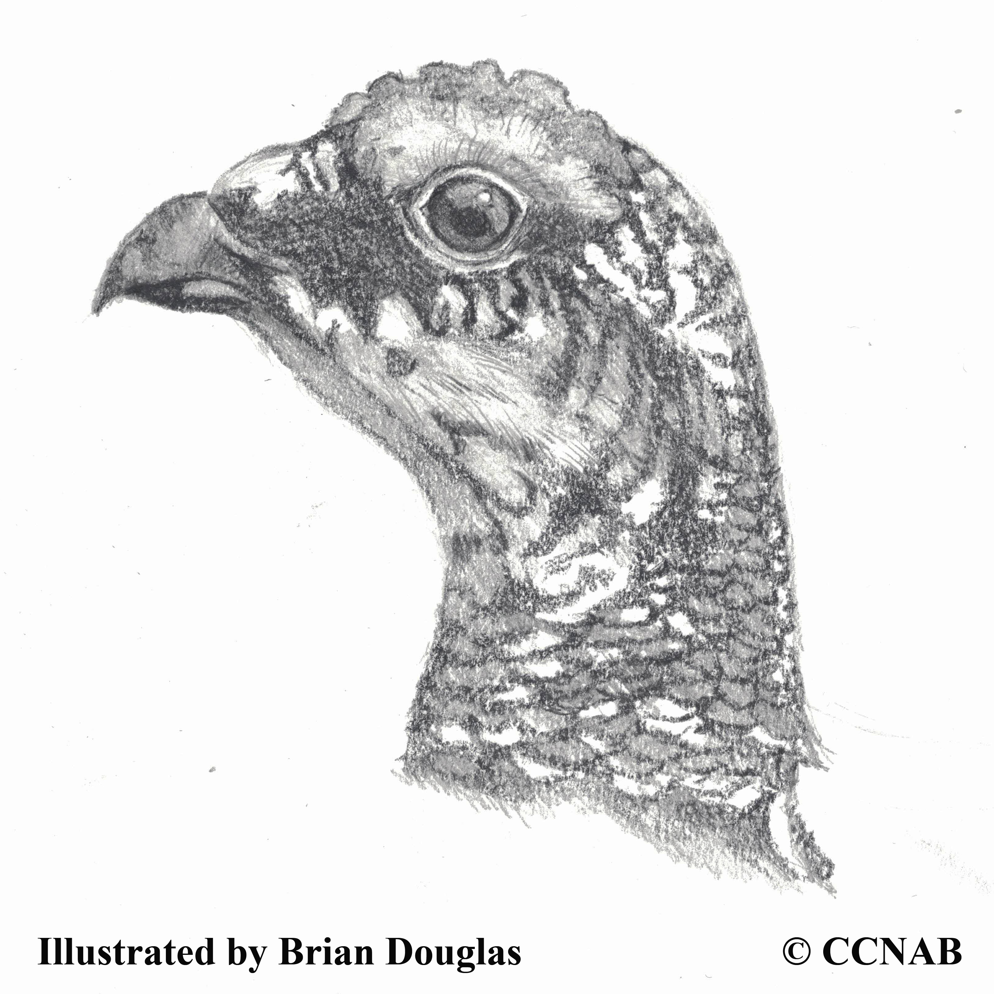 ptarmigans