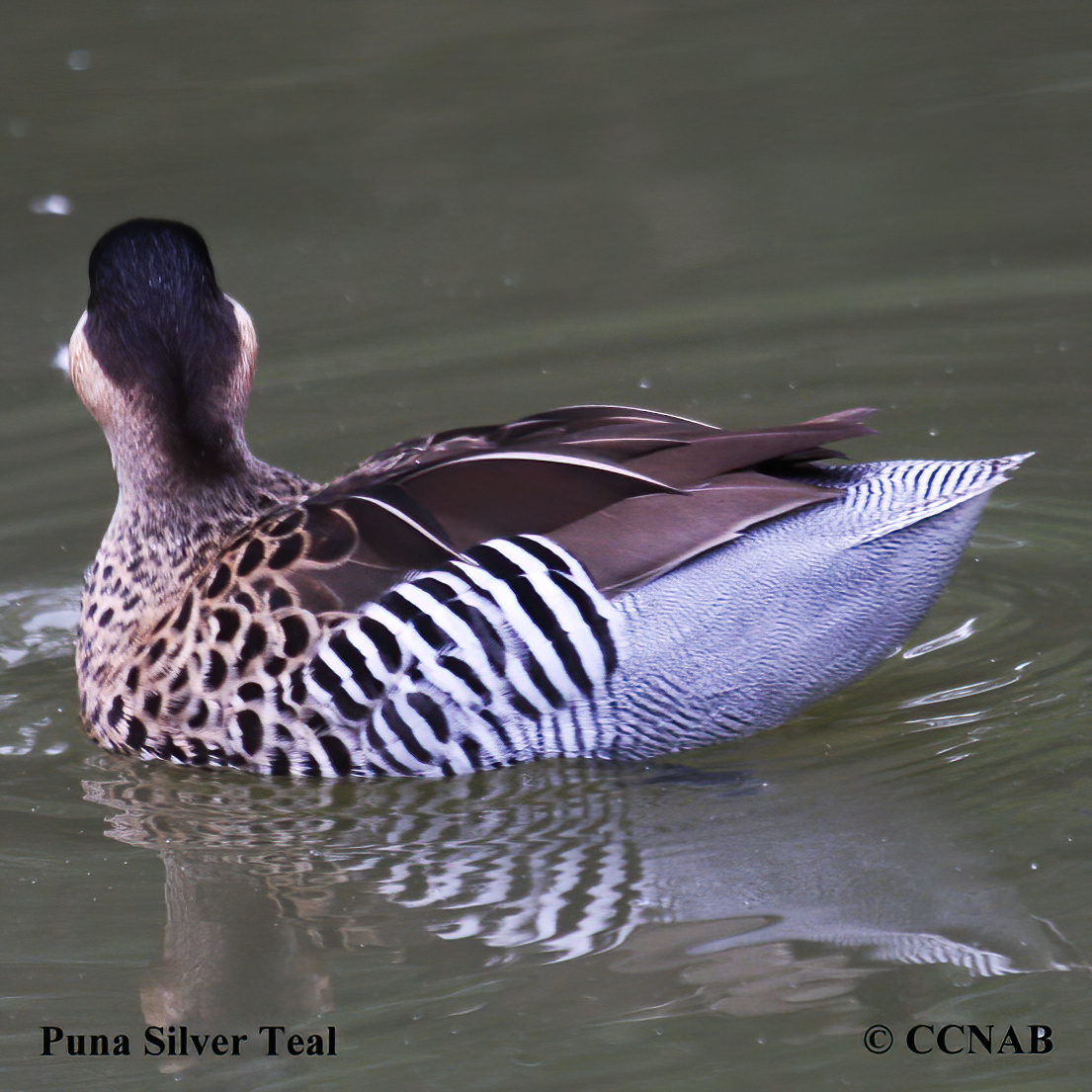 Silver Teal 