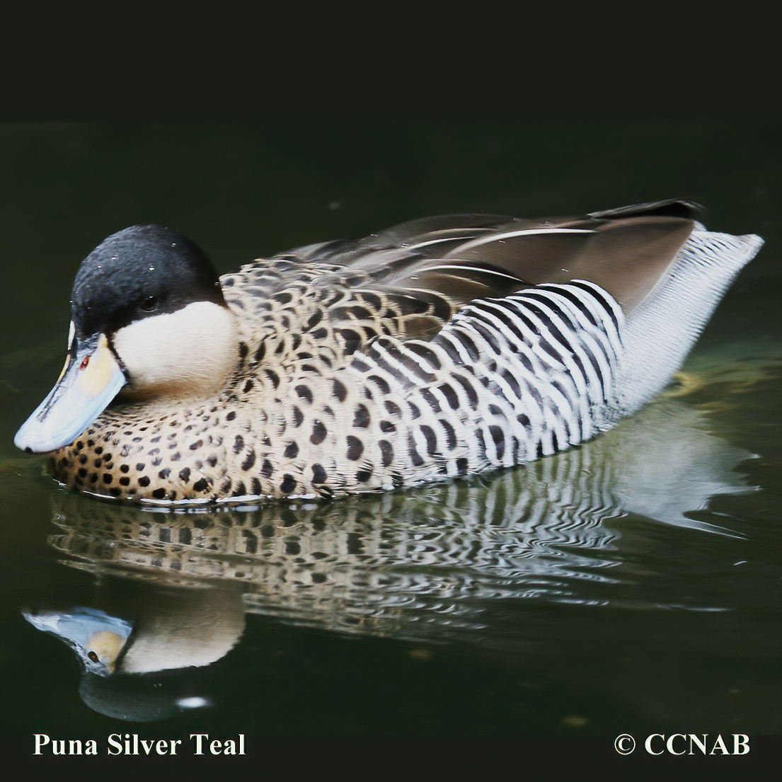 Silver Teal 