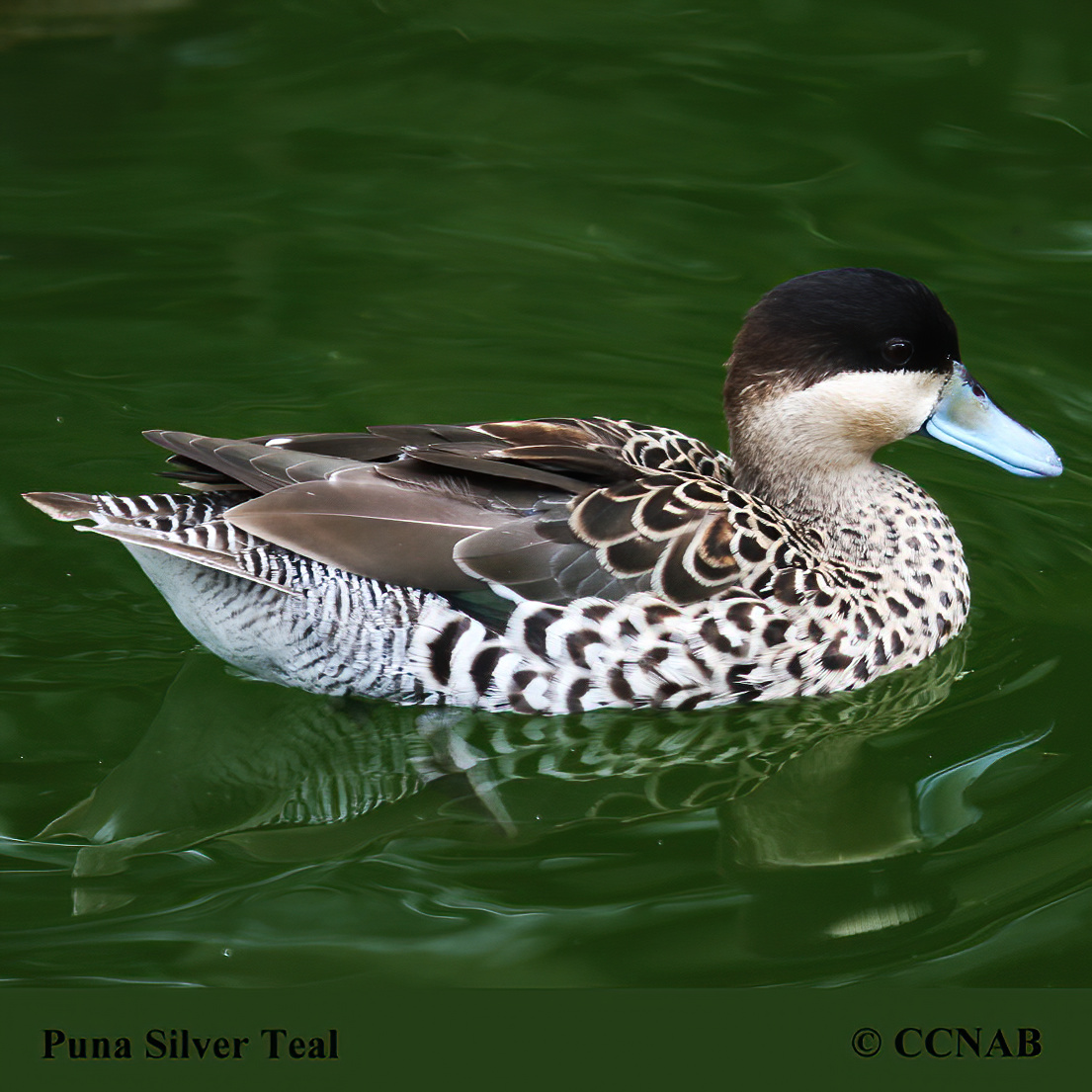Silver Teal 