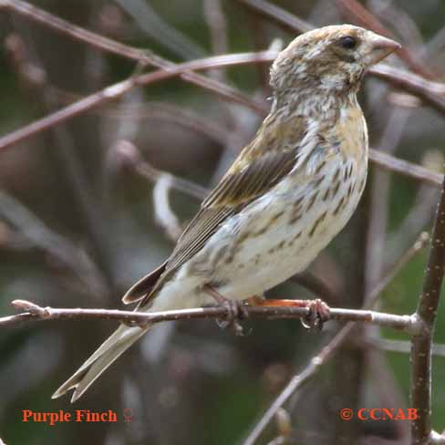 Purple Finch