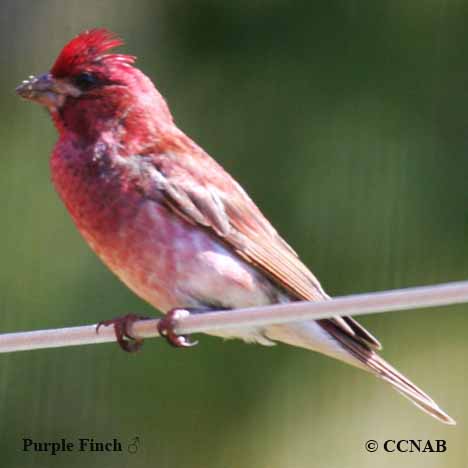 Purple Finch