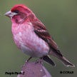 Purple Finch range map