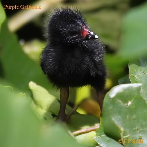 Purple Gallinule