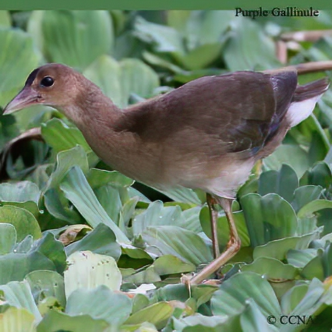 Purple Gallinule