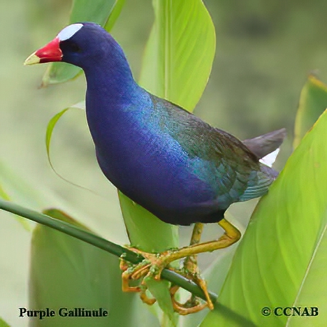 gallinules, picture of gallinules