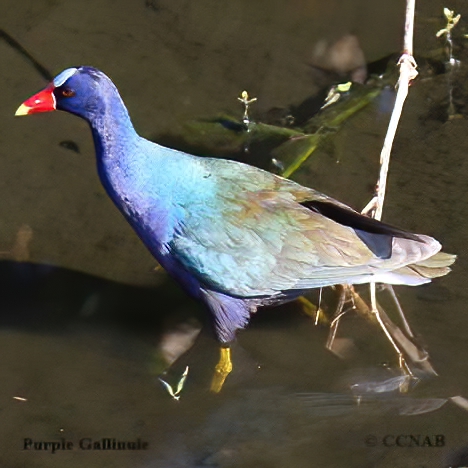 Birds of North America