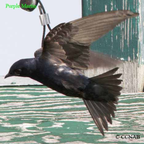 Purple Martin