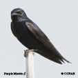 Purple Martin