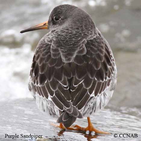 Purple Sandpiper