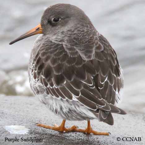 Purple Sandpiper