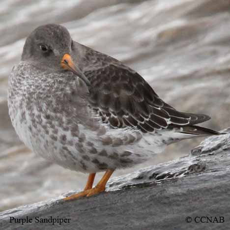 Purple Sandpiper