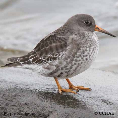 Purple Sandpiper