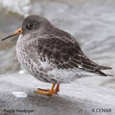 Birds of North America