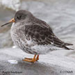 Purple Sandpiper